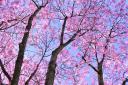 Edinburgh was named one of the best 'alternative' spots in the world to see the cherry blossom bloom.