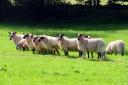 Dog owners are being reminded to keep animals under control following the sheep worrying incidents