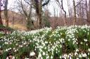 Snowdrops in the Wee County. (Image: Keith Broomfield)