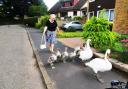 A Dunblane lady safely guided the swans home