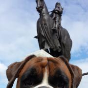 Boxer Alfie visits Robert the Bruce at Bannockburn