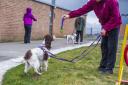Rescue dogs and young offenders are helping one another through the project
