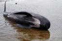 What to do if you see a whale, dolphin or porpoise washed up on a Scottish beach
