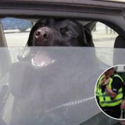 What to do if you spot a dog in a hot car in Scotland — and what the law says about breaking windows