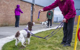 Rescue dogs and young offenders are helping one another through the project